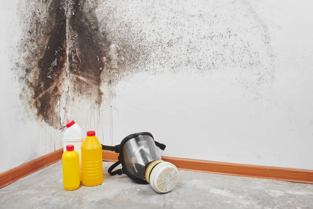 Best Best Mold Removal Companies  in Martha Lake, WA