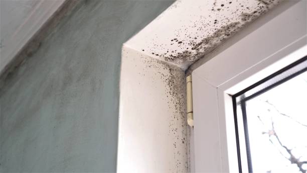 Best Toxic Mold Removal  in Martha Lake, WA