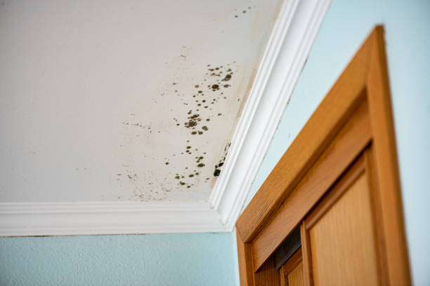 Best Same-Day Mold Removal  in Martha Lake, WA