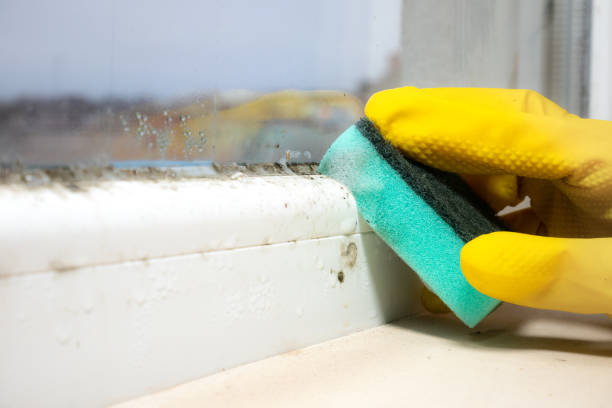 Best Professional Mold Removal  in Martha Lake, WA