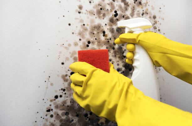Best Attic Mold Removal  in Martha Lake, WA