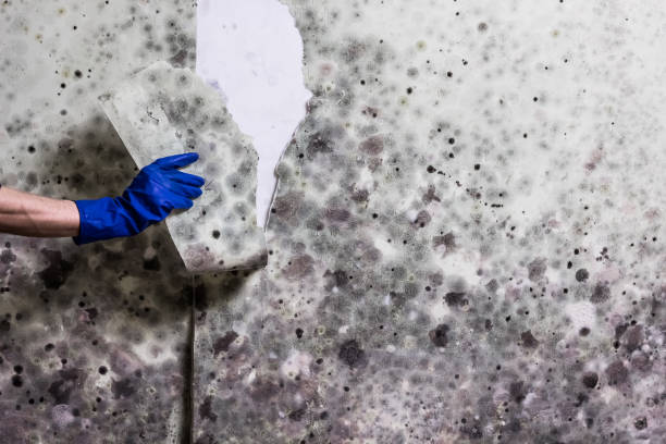 Best Emergency Mold Removal  in Martha Lake, WA